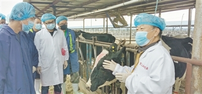 <p>　　吴心华在农垦贺兰山奶业公司为大家现场培训养殖技术。</p><p>　　（图片由受访者提供）</p>